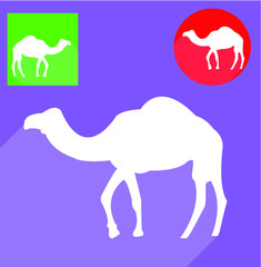 Camel