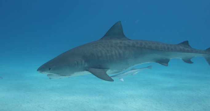 Tigershark swims above the sand in blue and clear 
water
