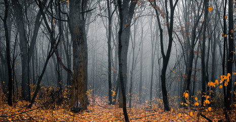 Beautiful fall forest. Footpath in the dark, fairy, foggy, autumn, mysterious forest, among high trees with yellow leaves. Panoramic wide shot.