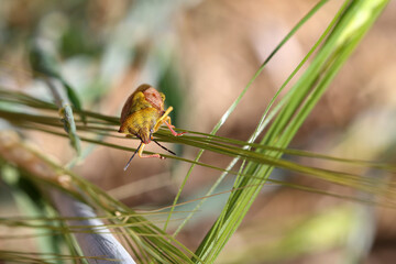 Closeup of a stink bug on green leaves