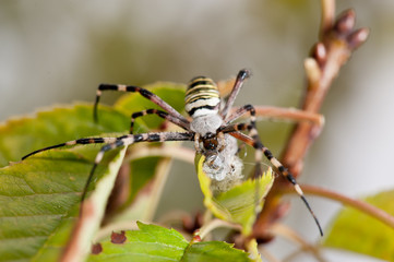 asp spider Argiope bruennichi . Black and yellow stripe Argiope bruennichi wasp spider