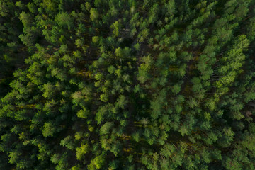 A picture from a quadrocopter of green tree crowns in summer