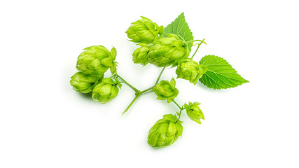 Fresh green hop branch, isolated on a white background. Hop cones for making beer and bread. Close up. High quality photo