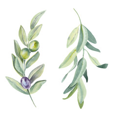 Hand paint watercolor Illustration of olive branches and leaves on white background. Perfect for creating cards, print, wedding and fashion design.  