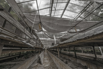 Verlassenes Gewächshaus. Die Ruine steht leer alte Planen und Folie hängen von der Decke . Man sieht die Ablagetische noch. Alles ist Dreckig. Das Treibhaus ist lange ausser Betrieb genommen 