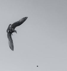 Möwe in der Luft fängt ein Stück Brot. Das Tier versucht das Stück Brot zu schnappen. Das Bild ist Schwarz Weiss und Copy Space ist vorhanden. close up von dem Küsten Tier