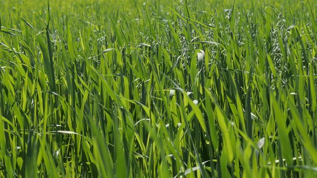 Shallow DOF oat Avena sativa field crop 4K video