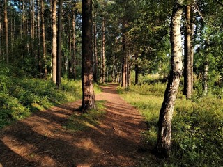 path in the forest