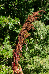 A Small Brown Plant