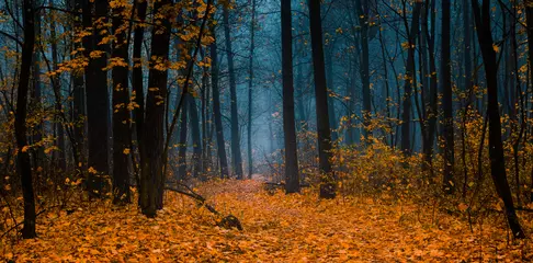 Fotobehang Prachtig bos op een mistige herfstdag. Fairy, herfst mysterieuze bosbomen met gele bladeren. Panoramische brede opname. © stone36