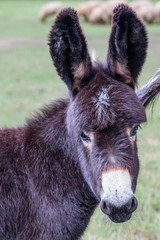 Eselfohlen in Ohrdruf