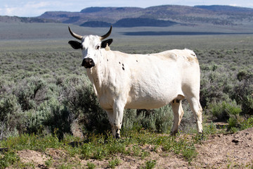 cow in the mountains