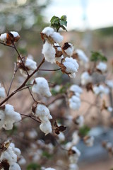 Algod&atilde;o branco no nordeste brasileiro