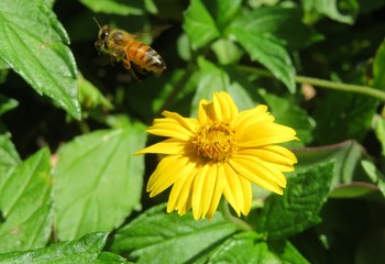 Honeybee flies from yellow flower in Florida nature