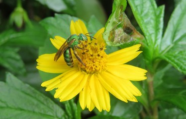 Tropical agapostemon green bee on yellow flower in Florida nature, closeup