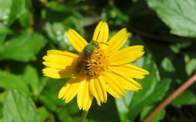 Tropical green sweat bee on yellow flower in Florida wild, closeup