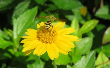 Tropical green sweat bee on yellow flower in Florida nature, closeup