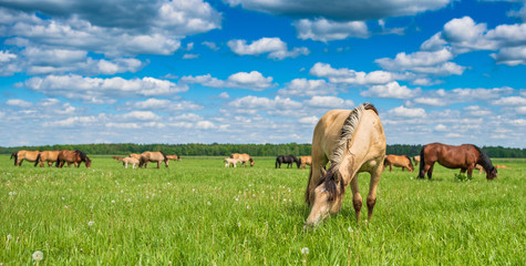 Fototapeta na wymiar A herd of horses grazes on a summer pasture, under blue skies and beautiful clouds.