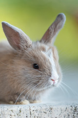 Coniglio nano - Purupù