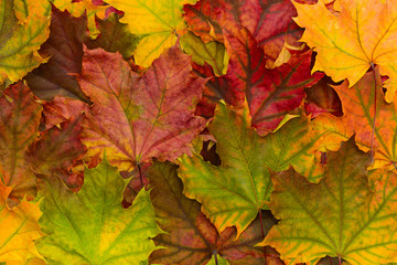 Bright colored dry fallen maple leaves lie on top of each other