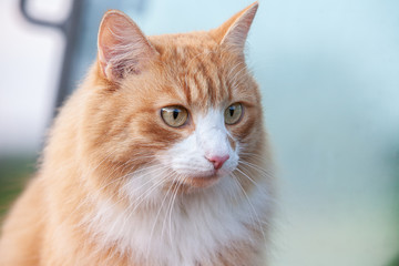 Red cat portrait outside in summer in glass background