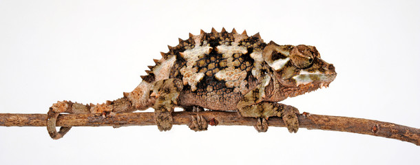 Spiny-flanked chameleon / Seitenstachelchamäleon (Trioceros laterispinis) © bennytrapp