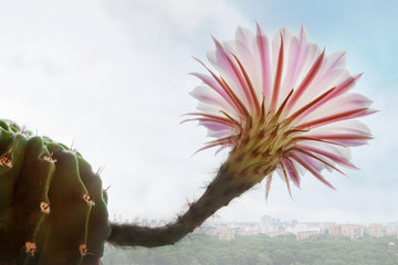Macro close up silky pink tender Echinopsis Lobivia blooming desert cactus flower and green thorny...