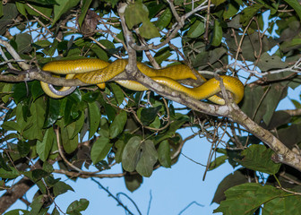 Kinabatangan river, Sabah, Borneo- JANUAR 2019: Banana snake close-up