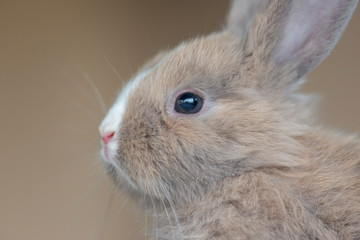 Coniglio nano - Purupù