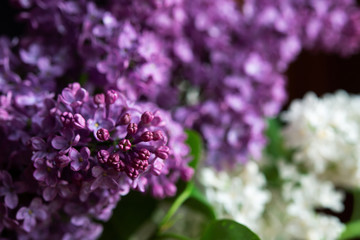 Blossom white and purple lilac close up isolated on the black background.