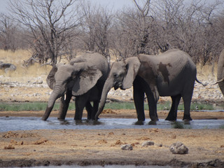 two elephants are standing at a waterhole