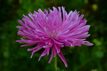 Beautiful bright pink Aster with long thin petals on a blurred background.