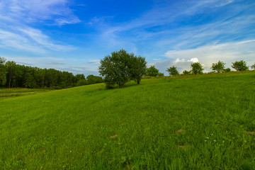 clean nature environment space scenic view green field and trees on edge of forest in clear weather peaceful summer day time blue sky background