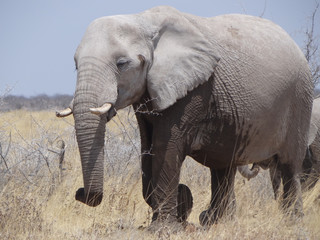 Fototapeta na wymiar an elephant in the namibian savanna