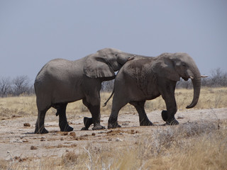 Fototapeta premium a pair of elephants in the namibian savannah