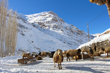 Naklejka premium sheep in the mountains
