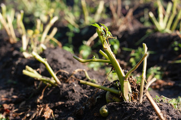Cut-off potatoes before harvest