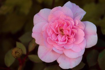 Blüte der Heckenrose in pink