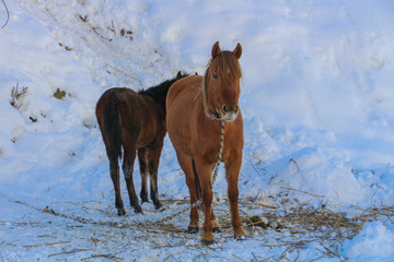 horse in snow