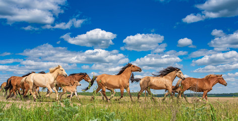 A herd of horses quickly runs to the pasture along the road under the blue sky and beautiful clouds.