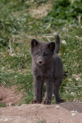 Fototapeta premium Pribilof Islands Arctic Fox (Alopex lagopus pribilofensis) puppy at St. George Island, Pribilof Islands, Alaska, USA