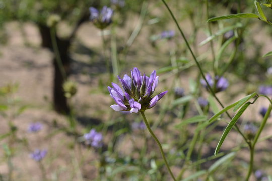 Pitch Trefoil, also known as Psoralea bituminosa, a wildflower growing in the Marina Alta, Alicante Province, Spain