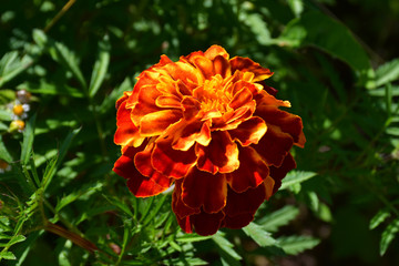 Bright orange marigold flower close-up on a blurry green background of leaves.
