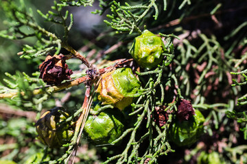 Evergreen tree canopy in summer 