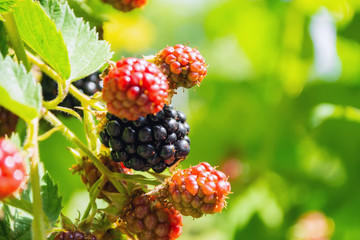 black and red blackberries ripen on the bush