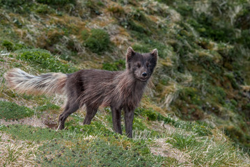 Pribilof Islands Arctic Fox (Alopex lagopus pribilofensis) at St. George Island, Pribilof Islands, Alaska, USA