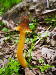 mushroom in the forest