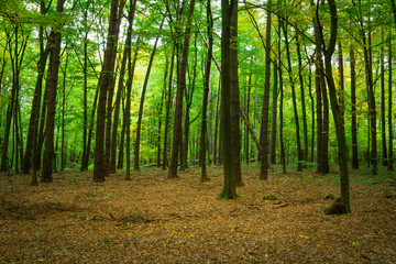 Green forest and fallen dry leaves, october day