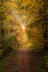 Obraz premium Path in the forest in fall, sunlights with colorful foliage