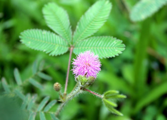 flower of a clover